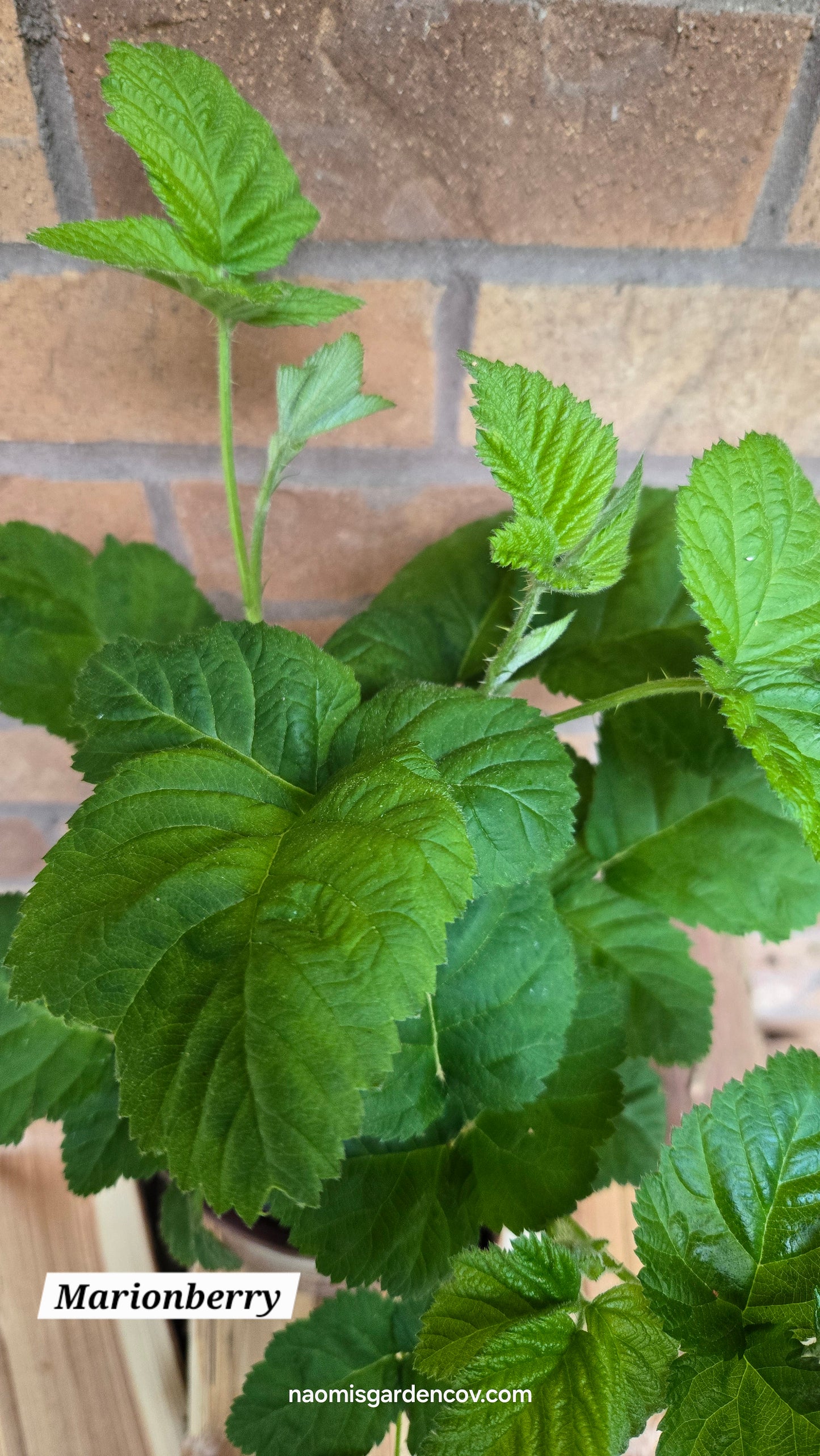 'Marionberry'