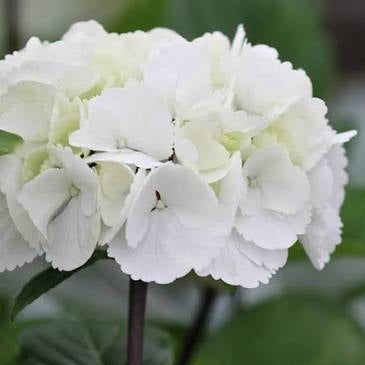 'Zebra Onyx' Hydrangea M.