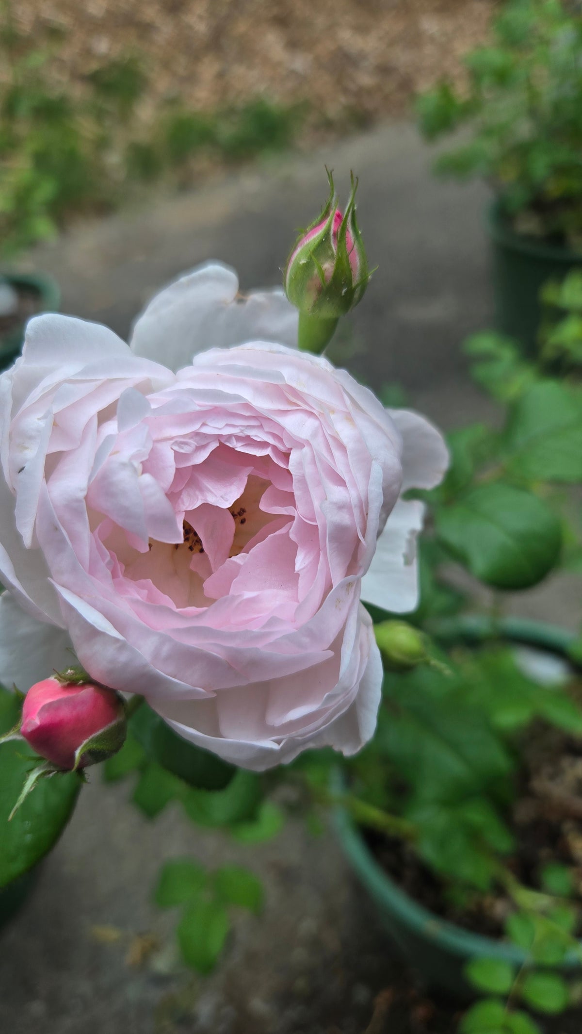 'Scepter'd Isle®' David Austin Rose (English Shrub)