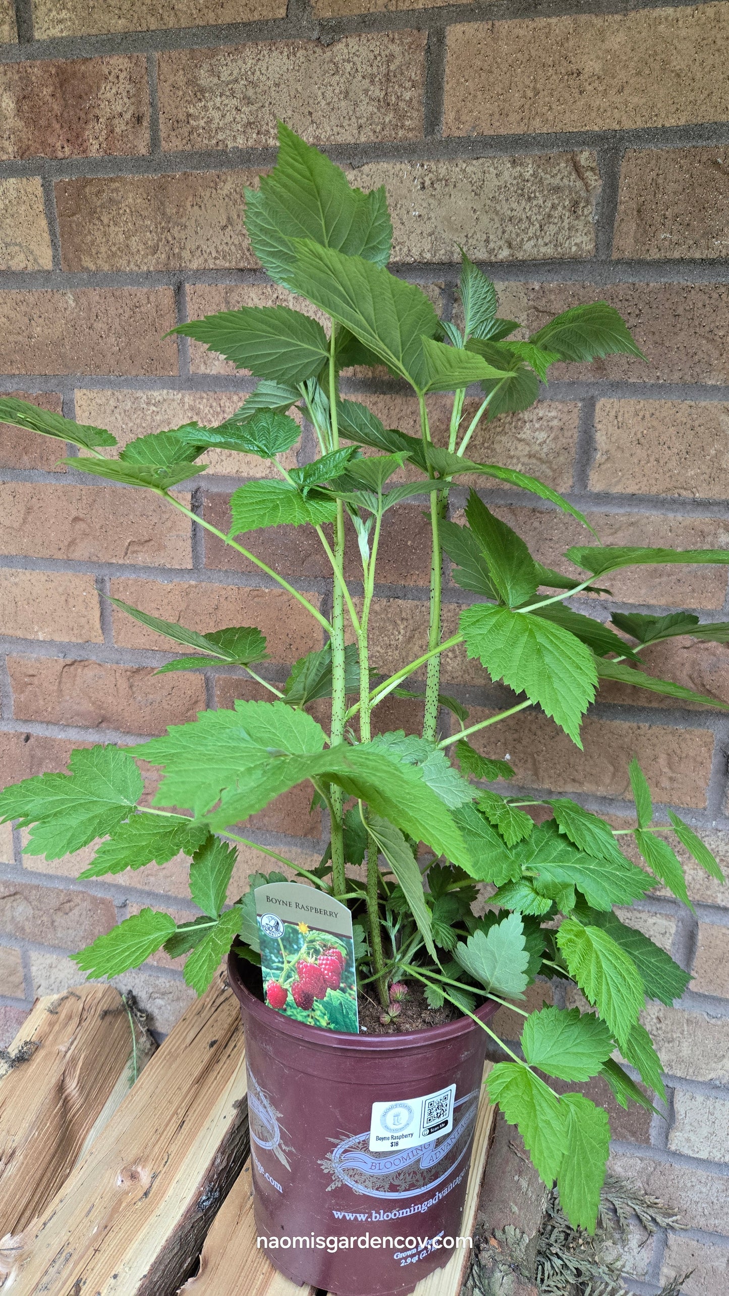 'Boyne' Raspberry
