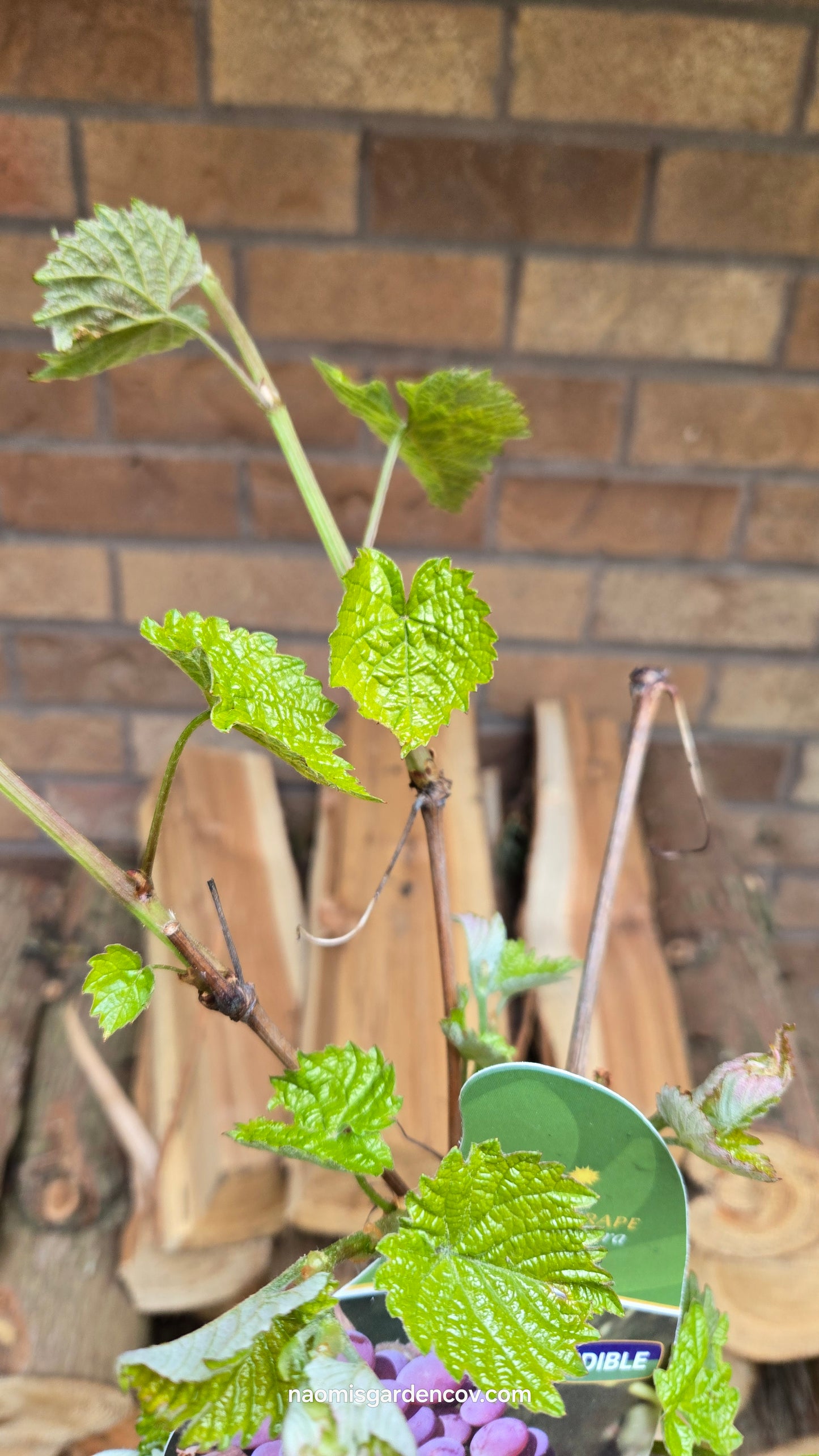 'Vanessa' Grapevine