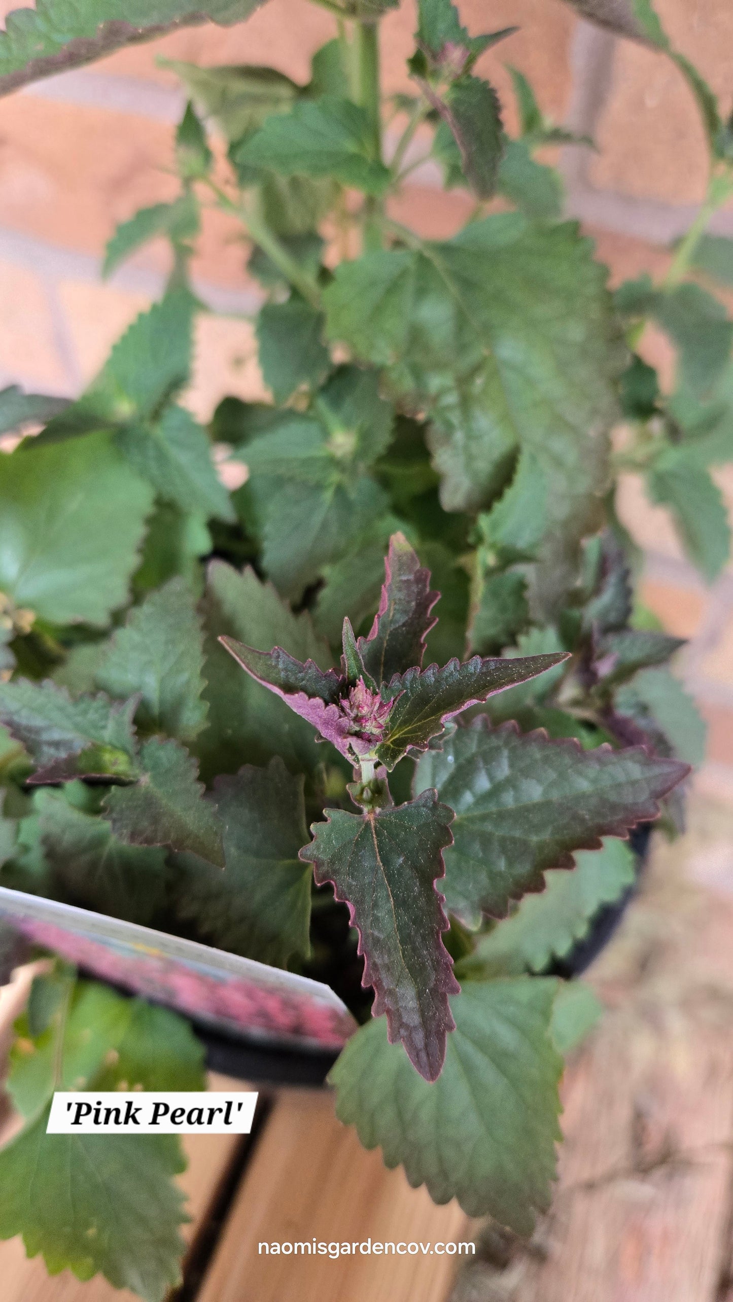 'Pink Pearl' Agastache