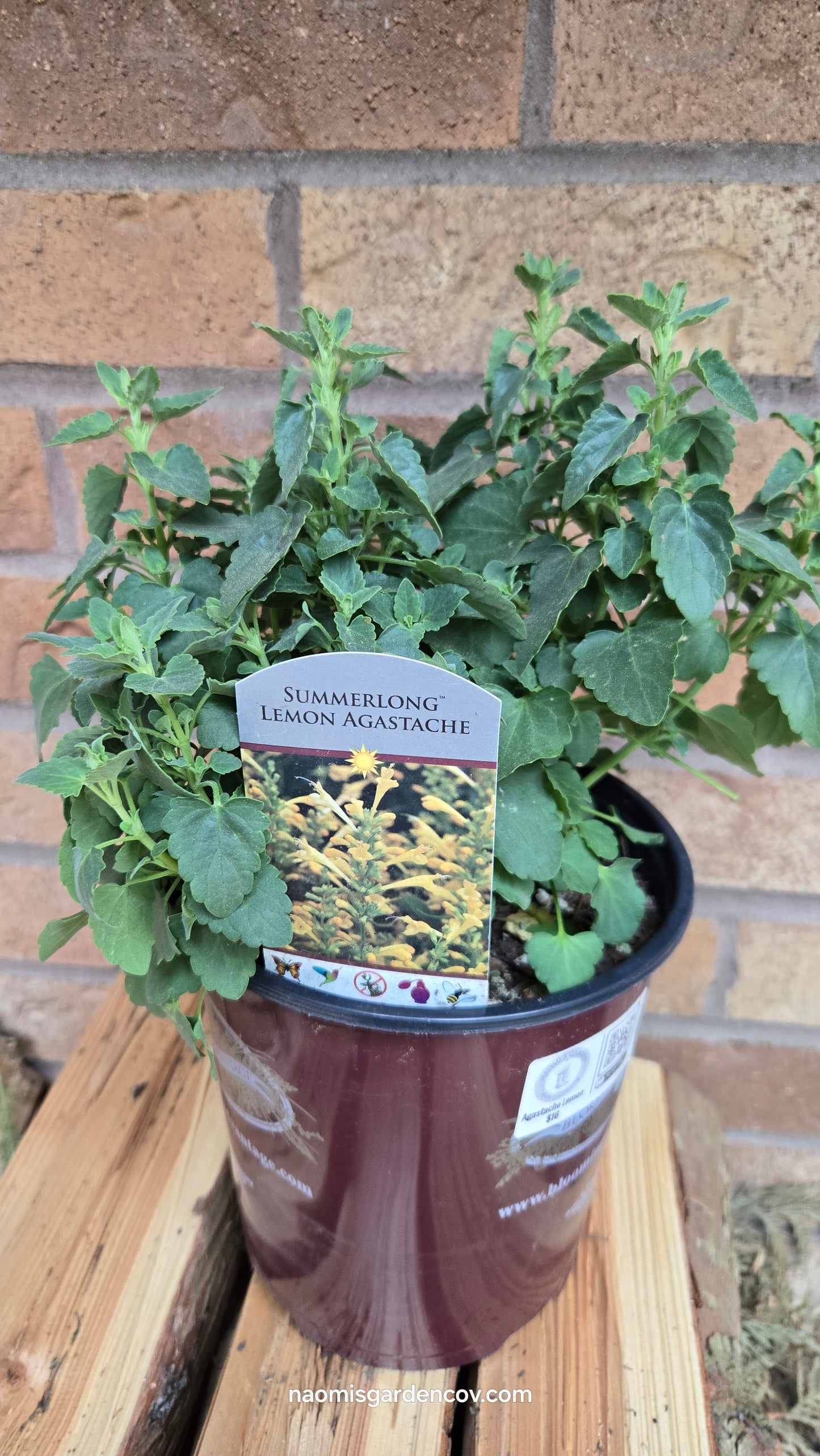 'Summerlong Lemon' Agastache Mexicana