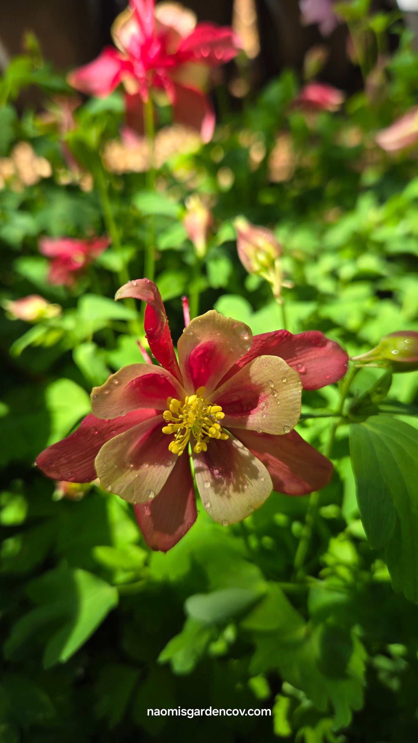 Aquilegia 'Earlybird Red Yellow'