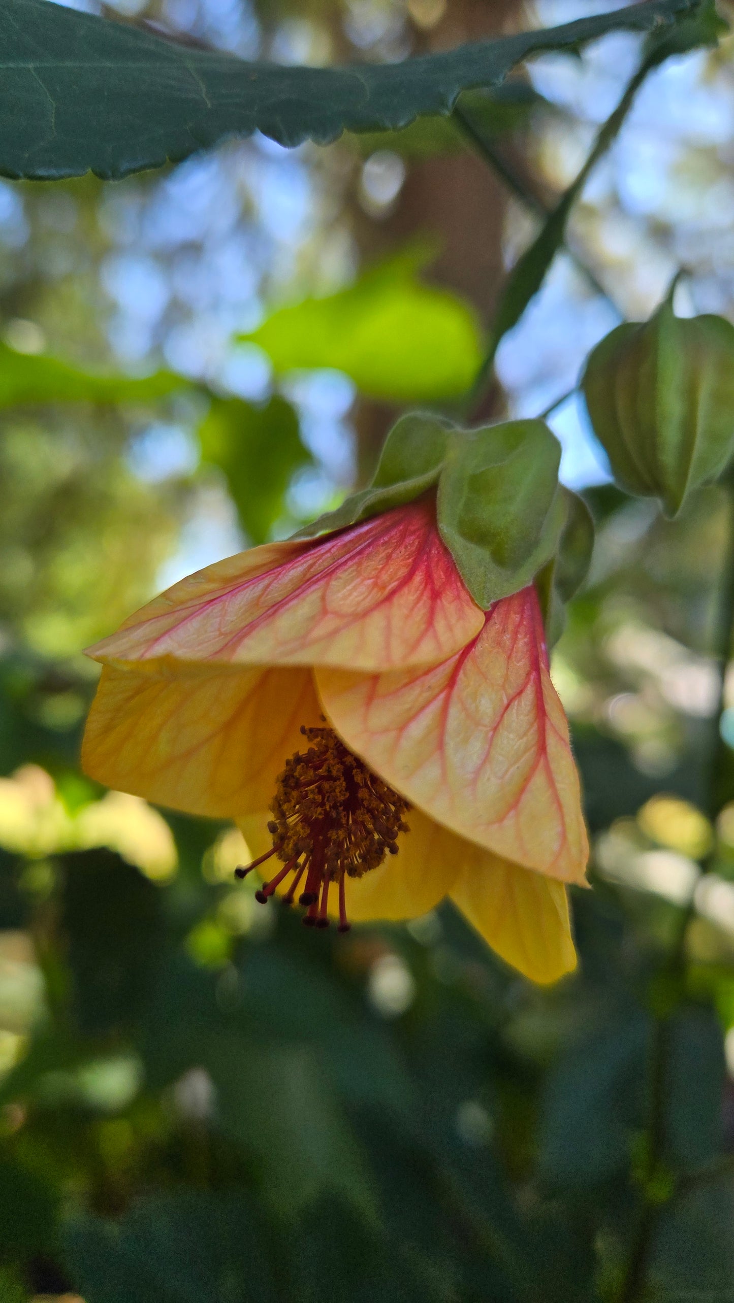 'Painted Bells' Abutilon