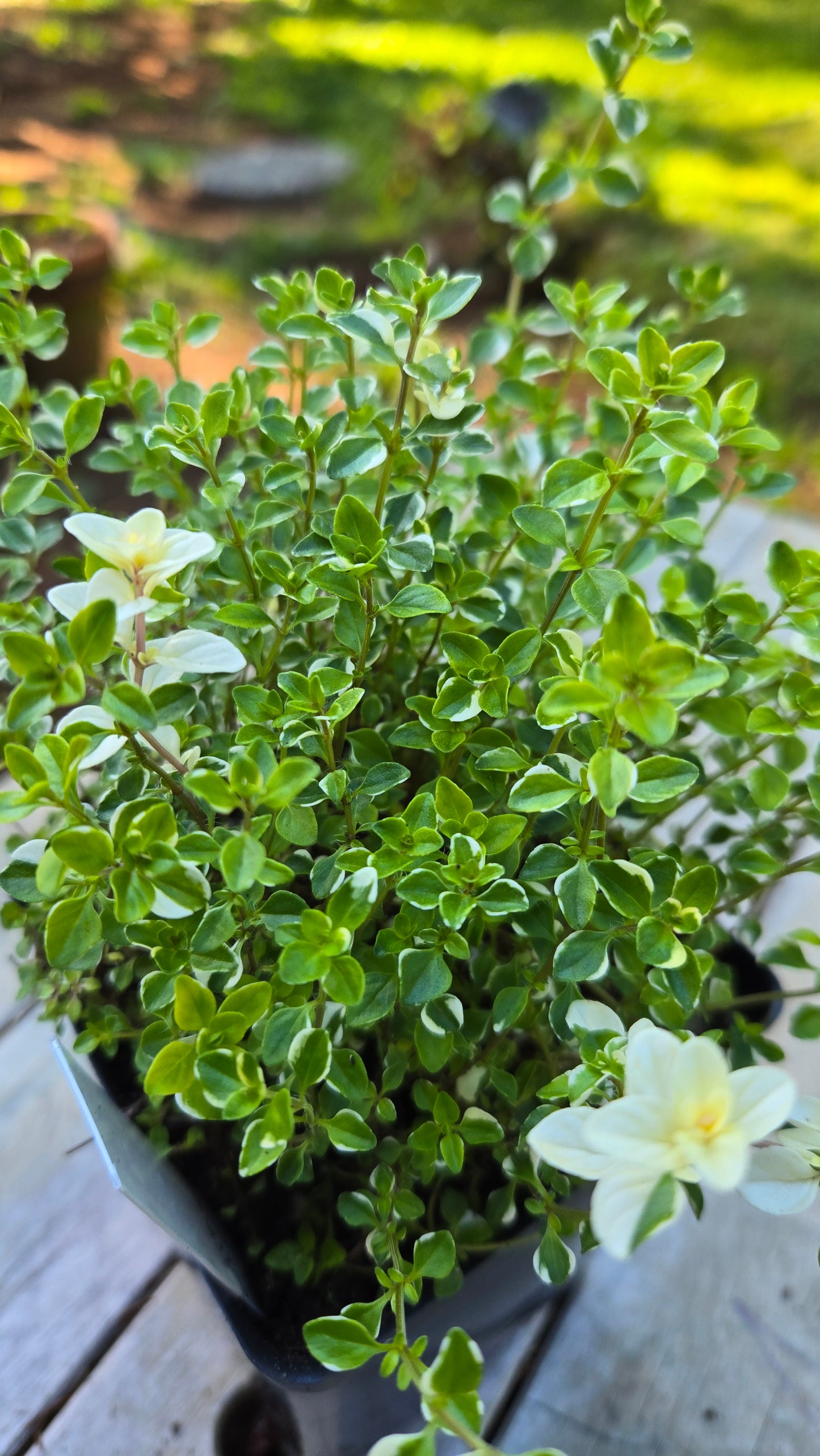 'Foxley' Thyme