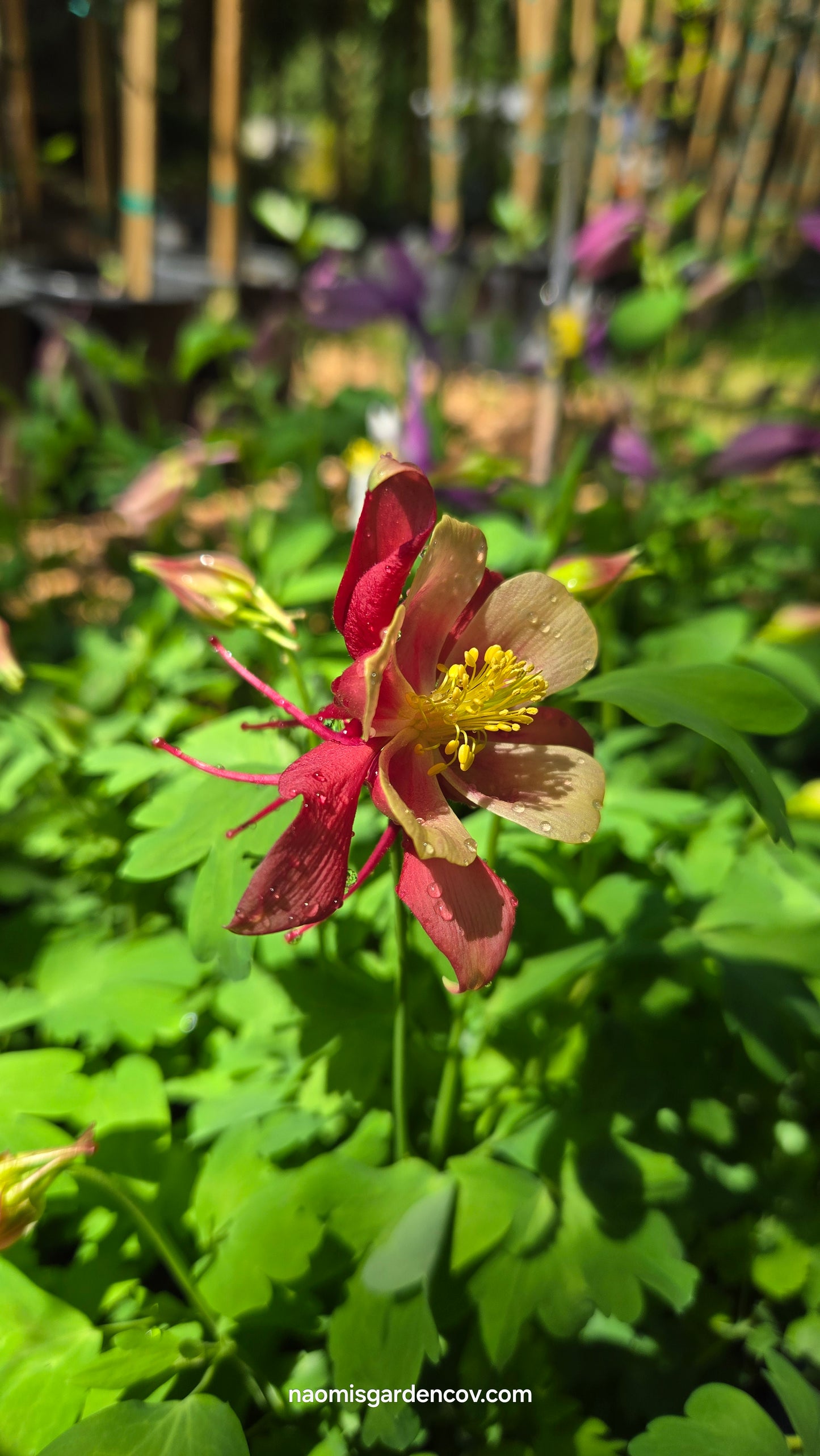Aquilegia 'Earlybird Red Yellow'