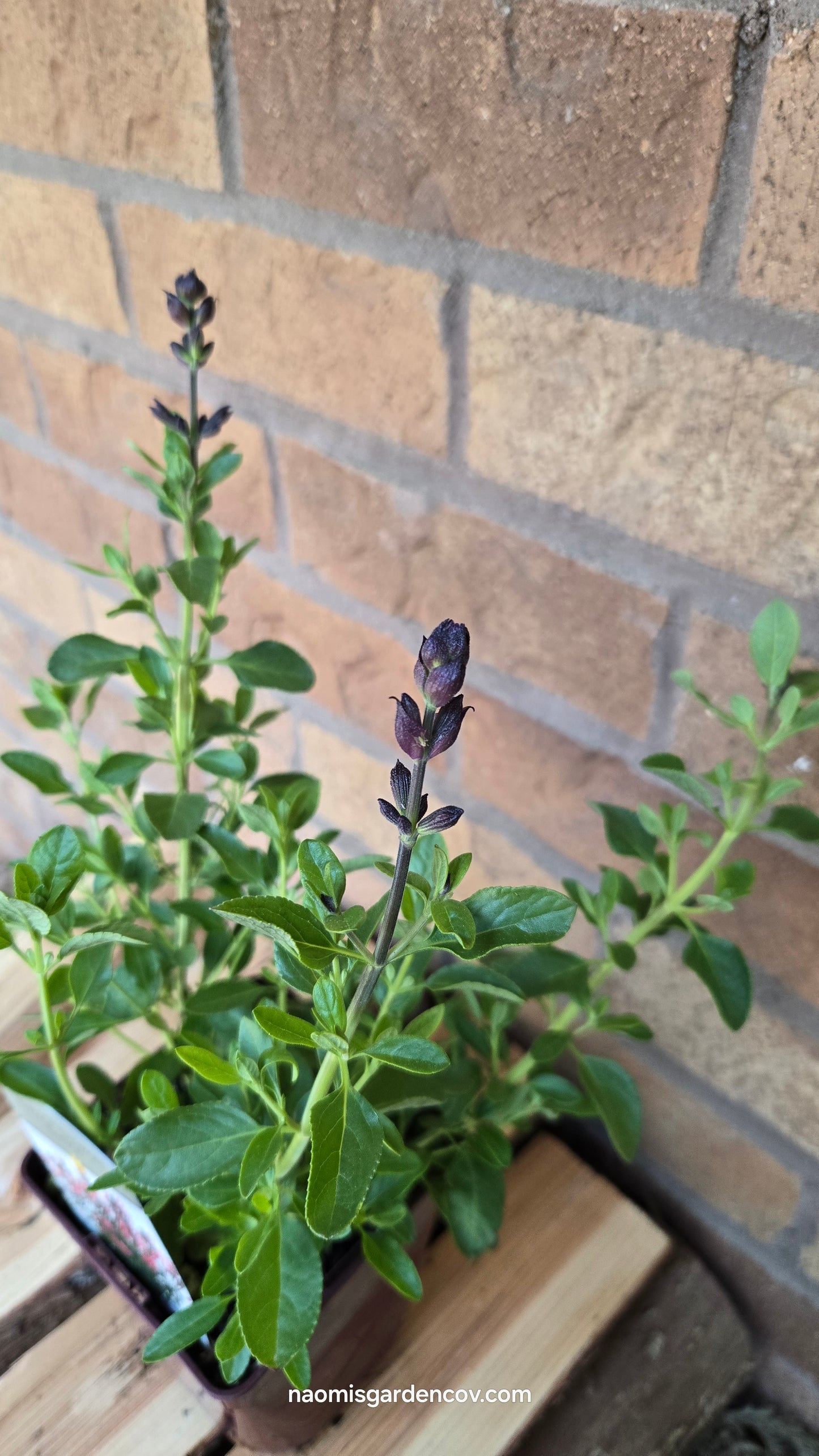 'Mirage Salmon' Salvia