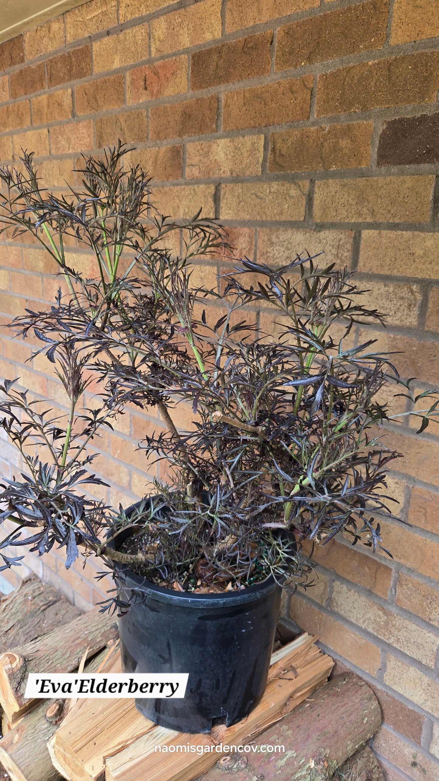 'Eva' Elderberry
