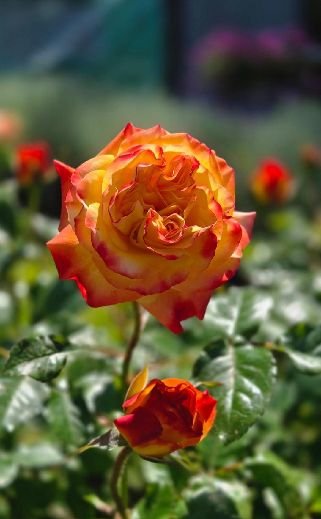 'Oso Easy en Fuego' Rose