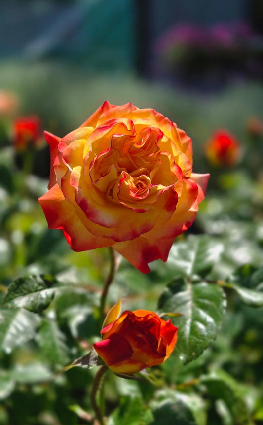 'Oso Easy en Fuego' Rose