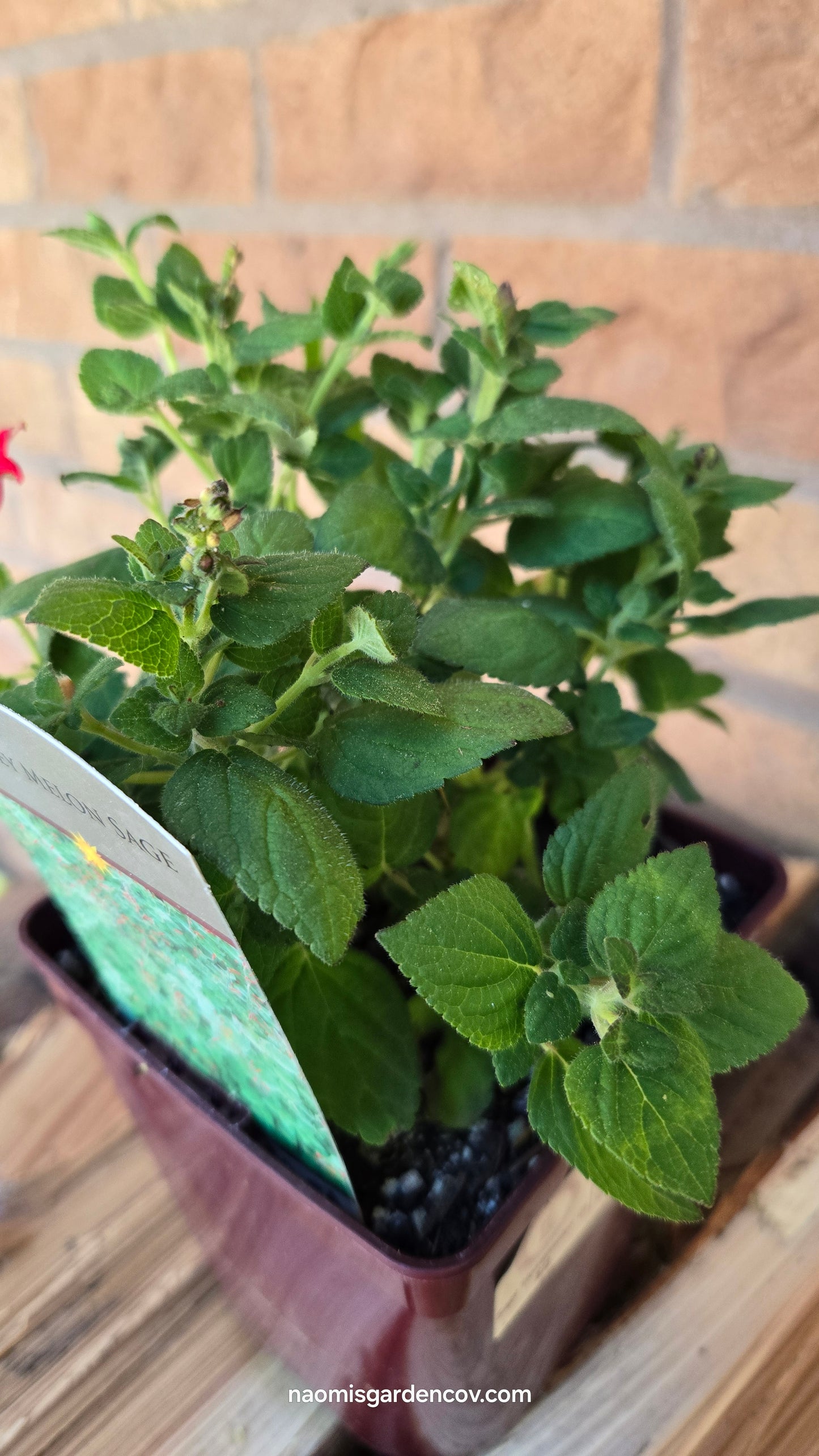 Honey Melon Sage