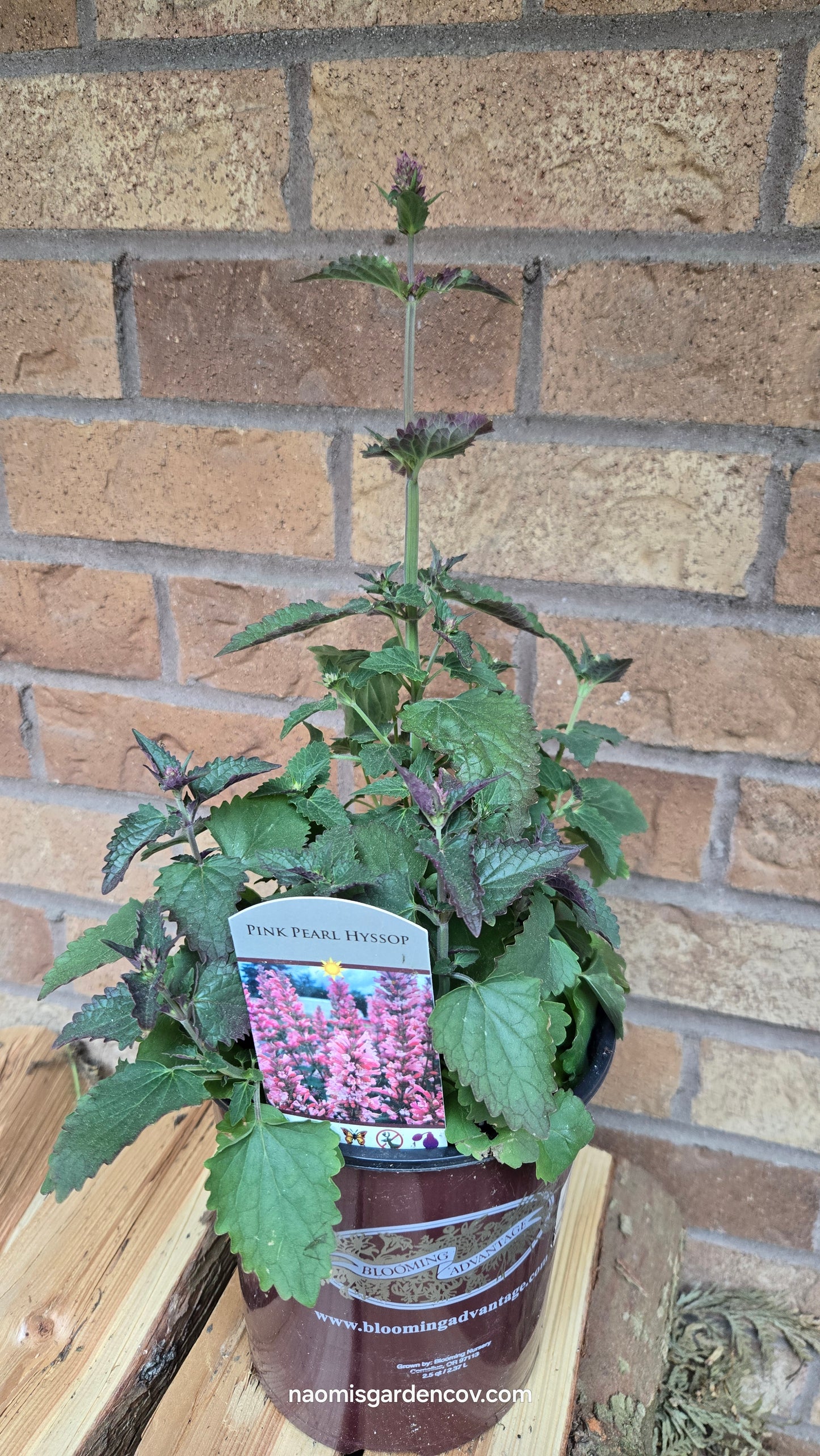 'Pink Pearl' Agastache