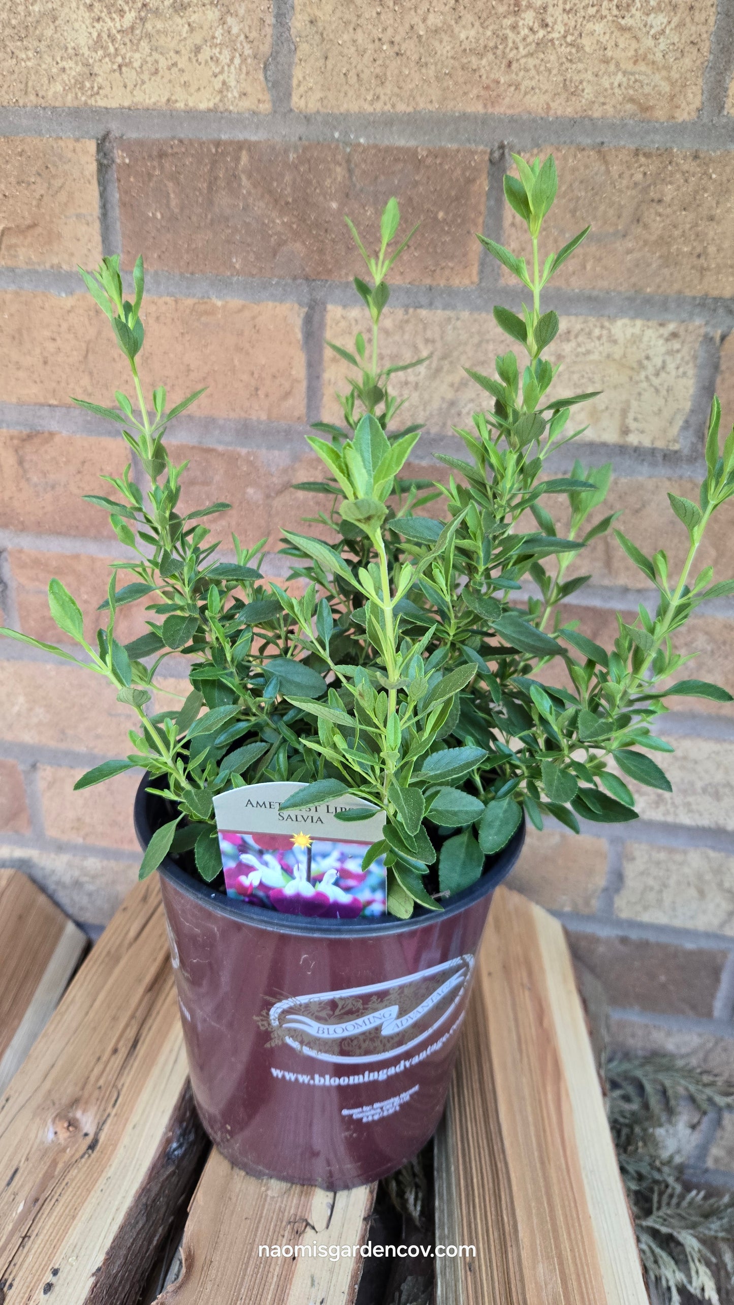 'Amethyst Lips' Salvia