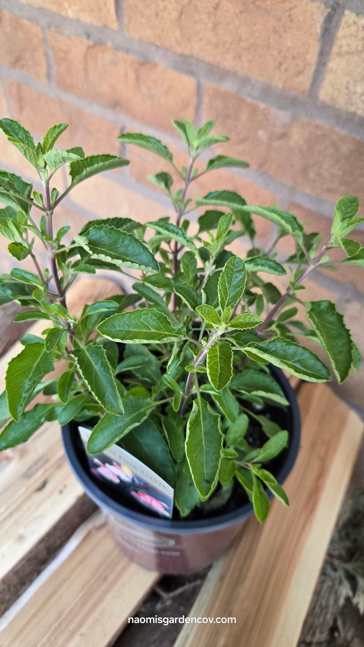 'Stormy Pink' Salvia