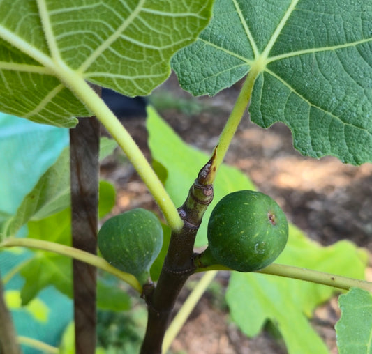 Fignomenal Fig