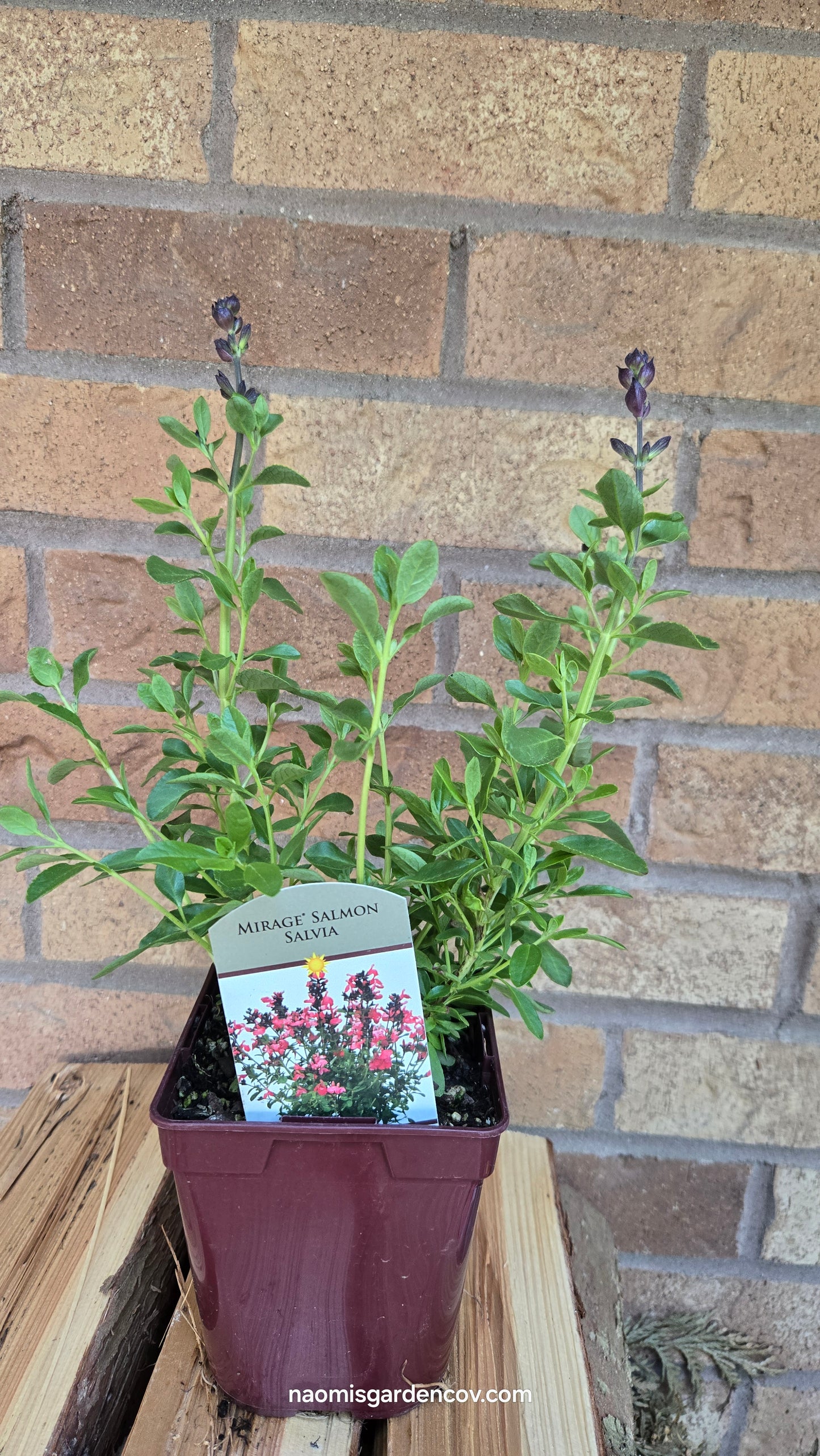 'Mirage Salmon' Salvia