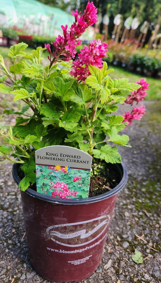 'King Edward'Flowering Currant