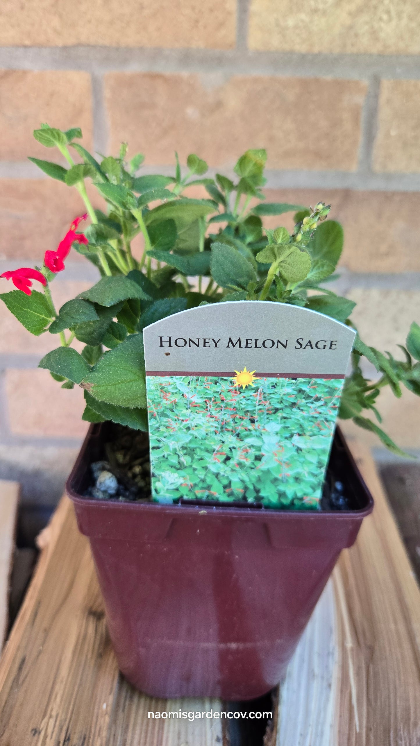 Honey Melon Sage