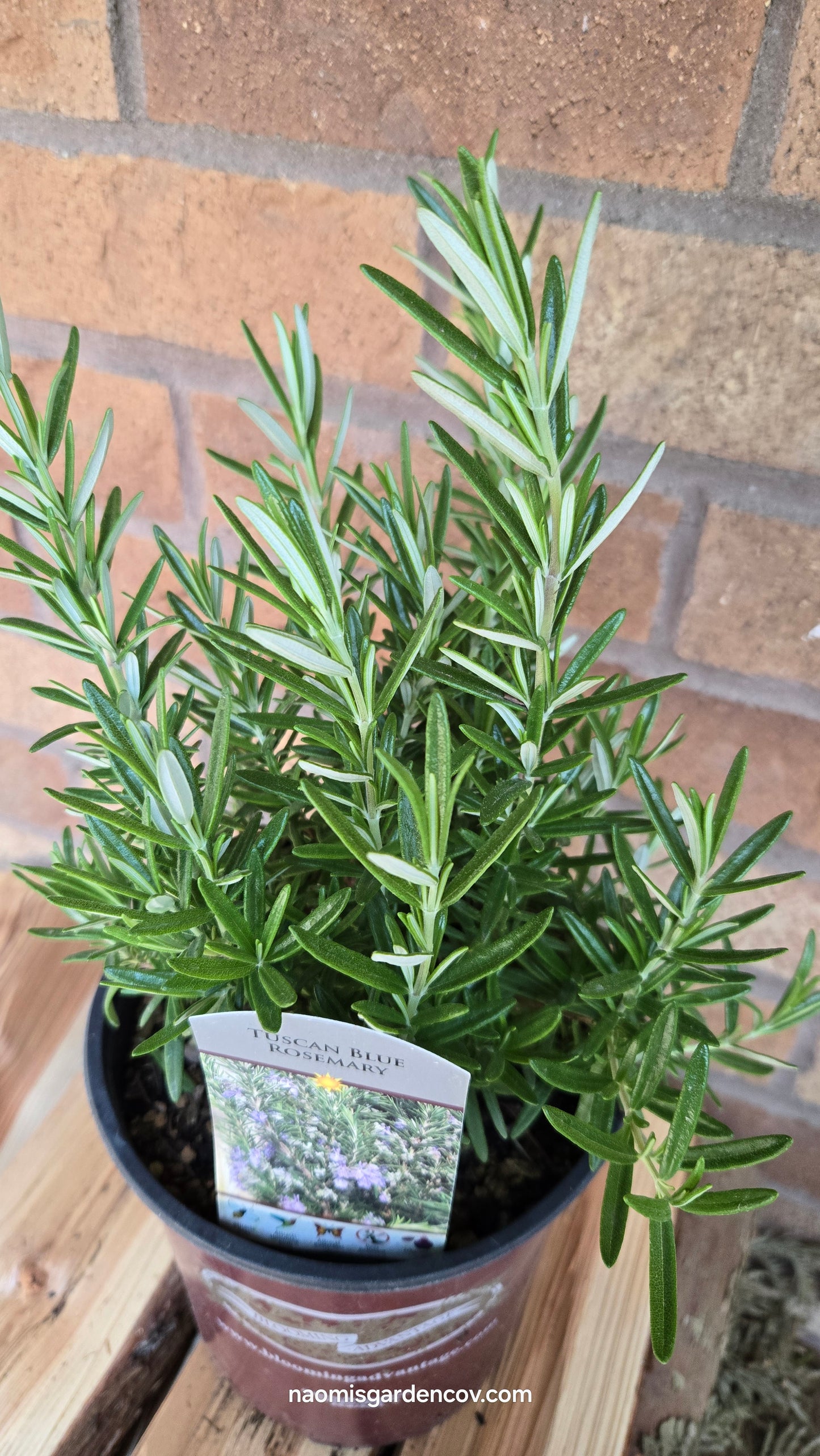 'Tuscan Blue' Rosemary