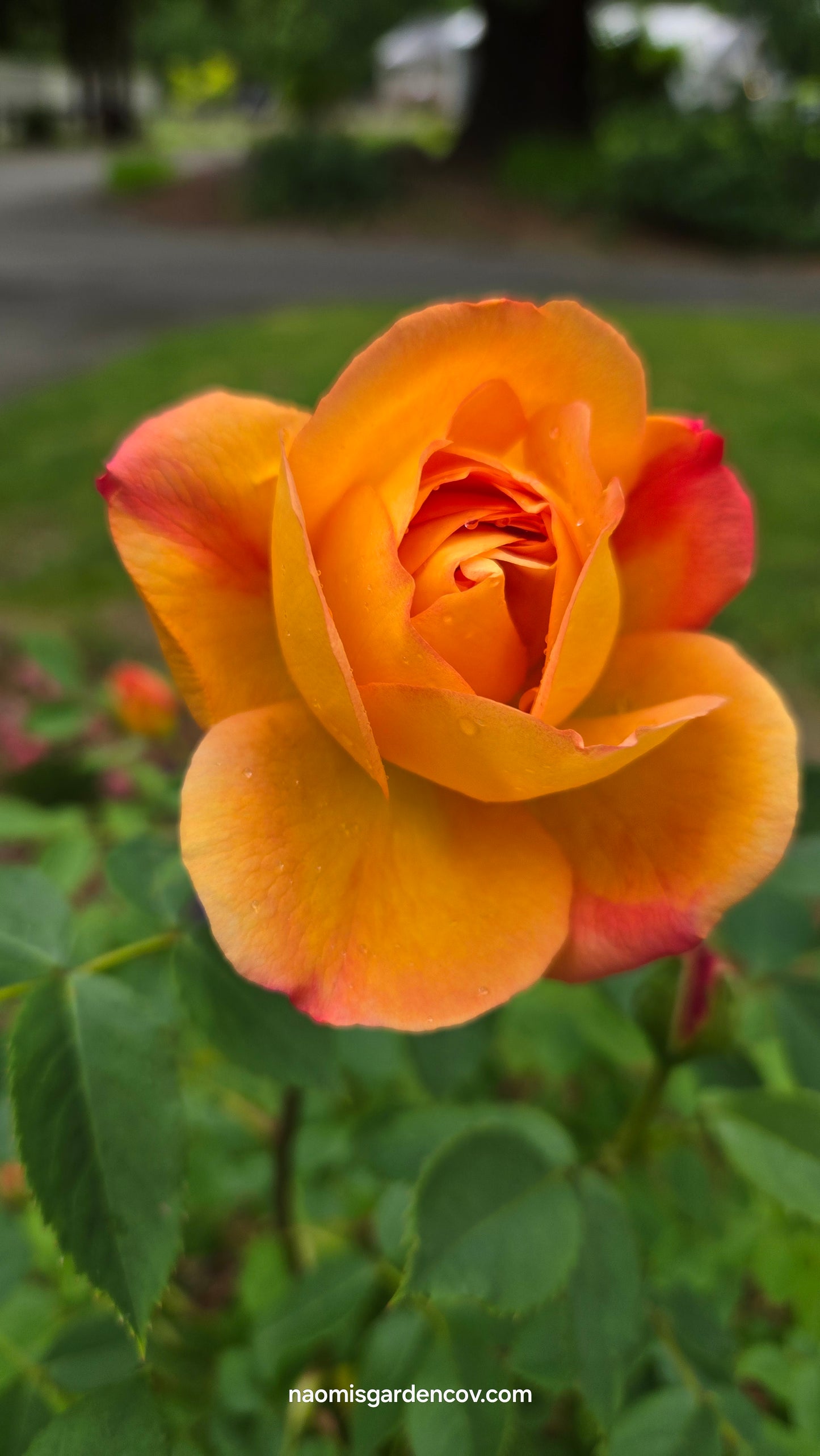 'Lady of Shallot' David Austin Rose