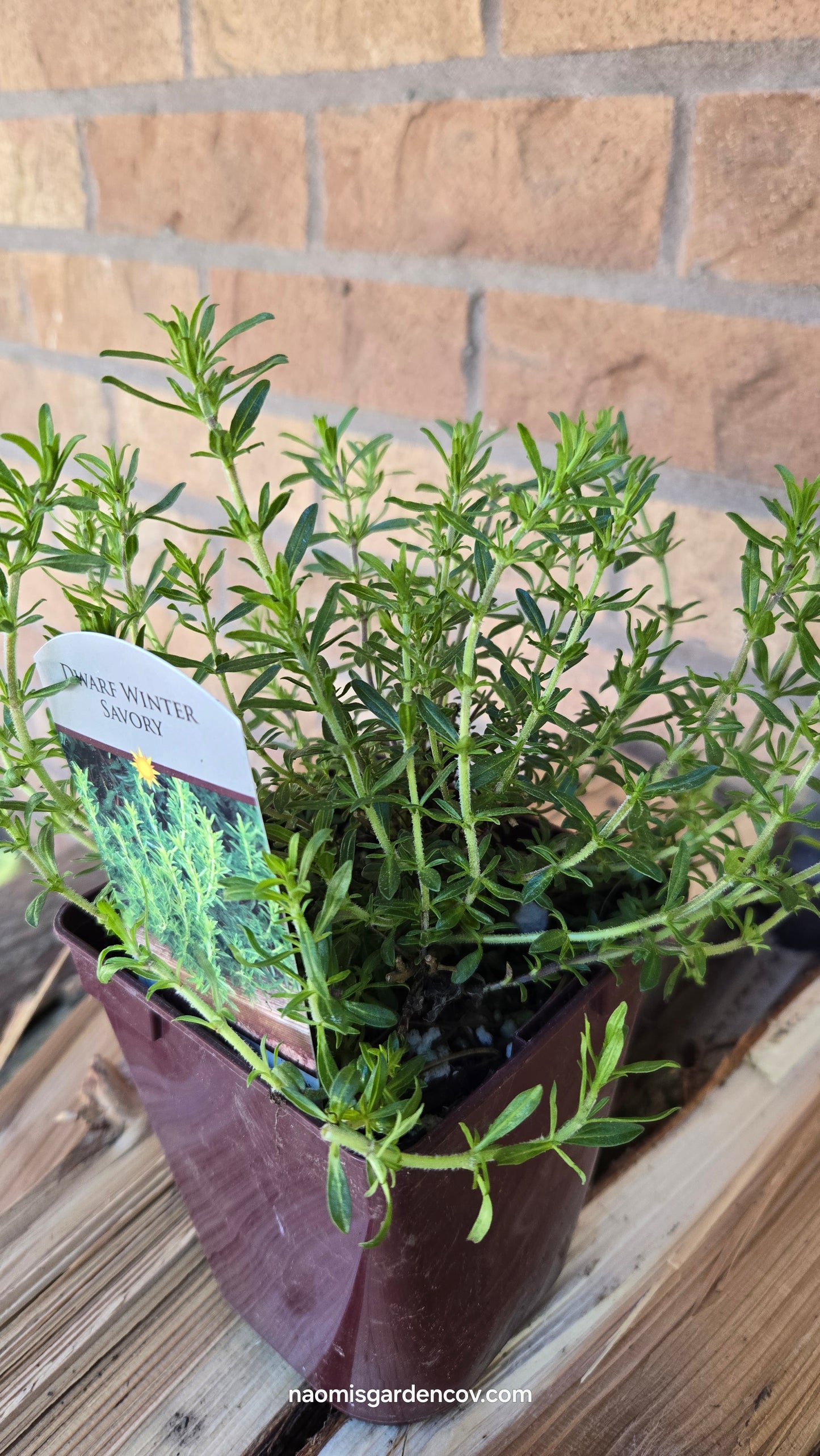 Dwarf Winter Savory