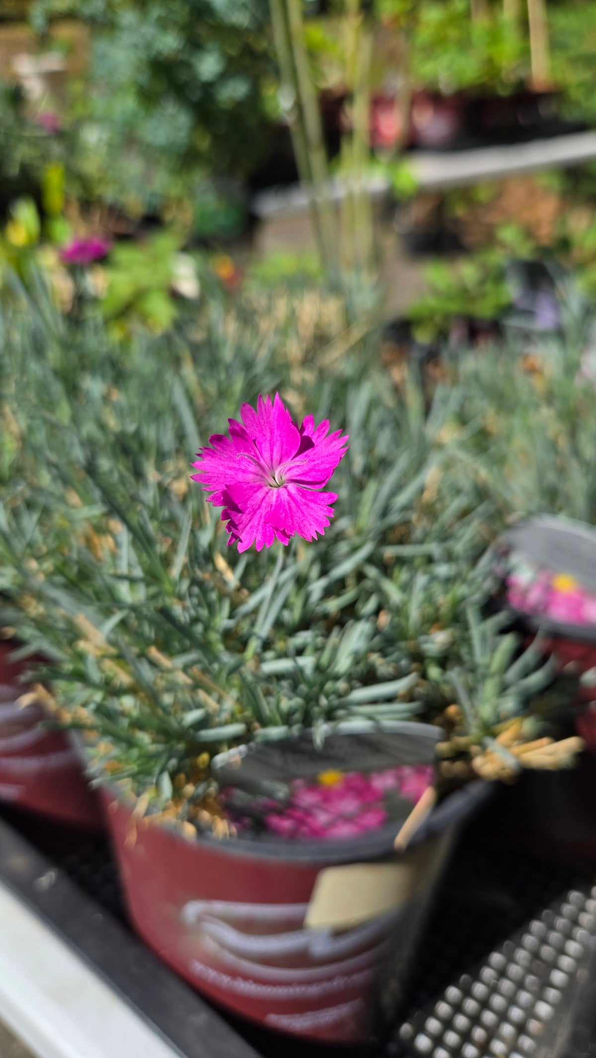 'Firewitch' Dianthus