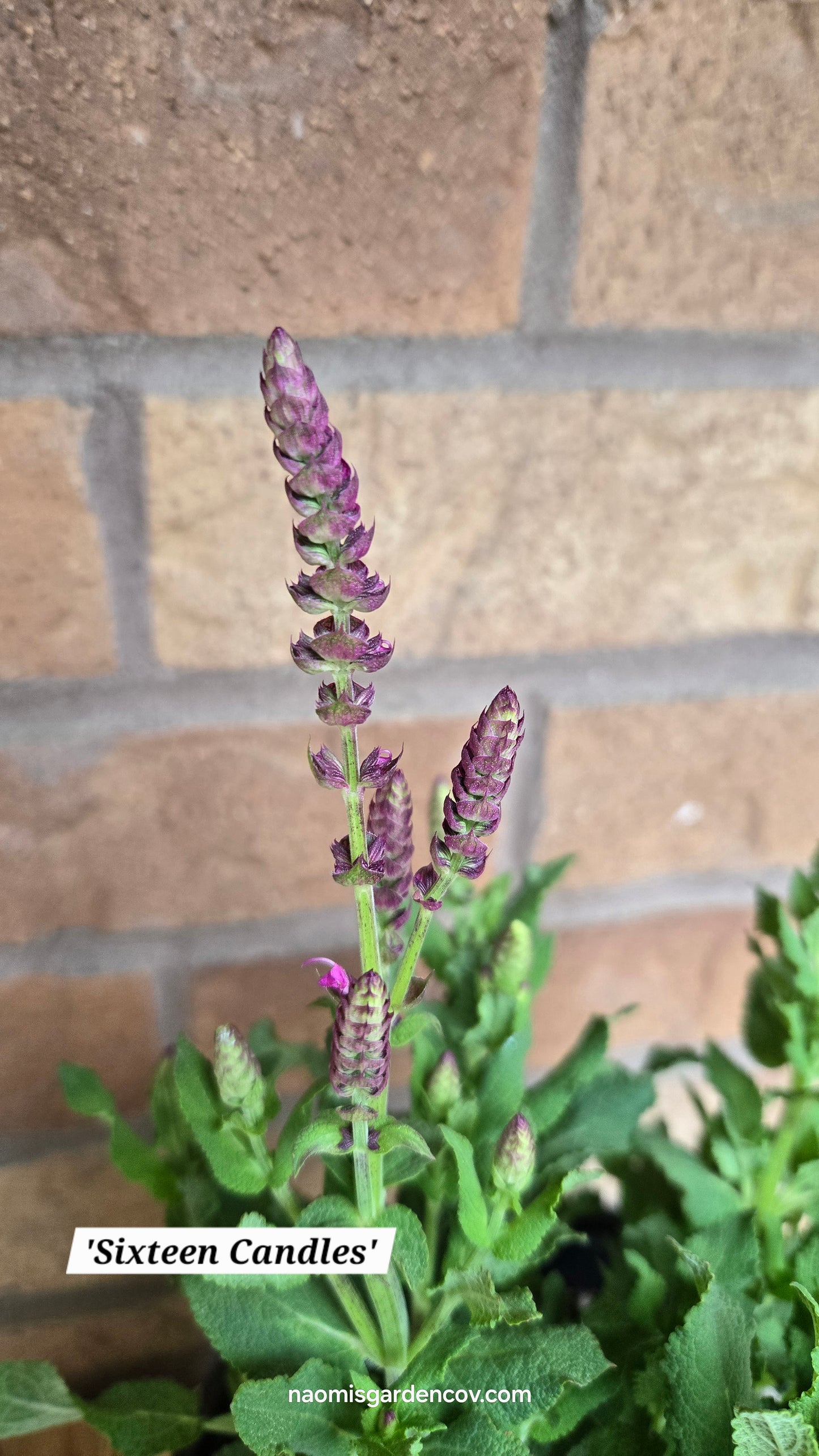 'Sixteen Candles' Salvia