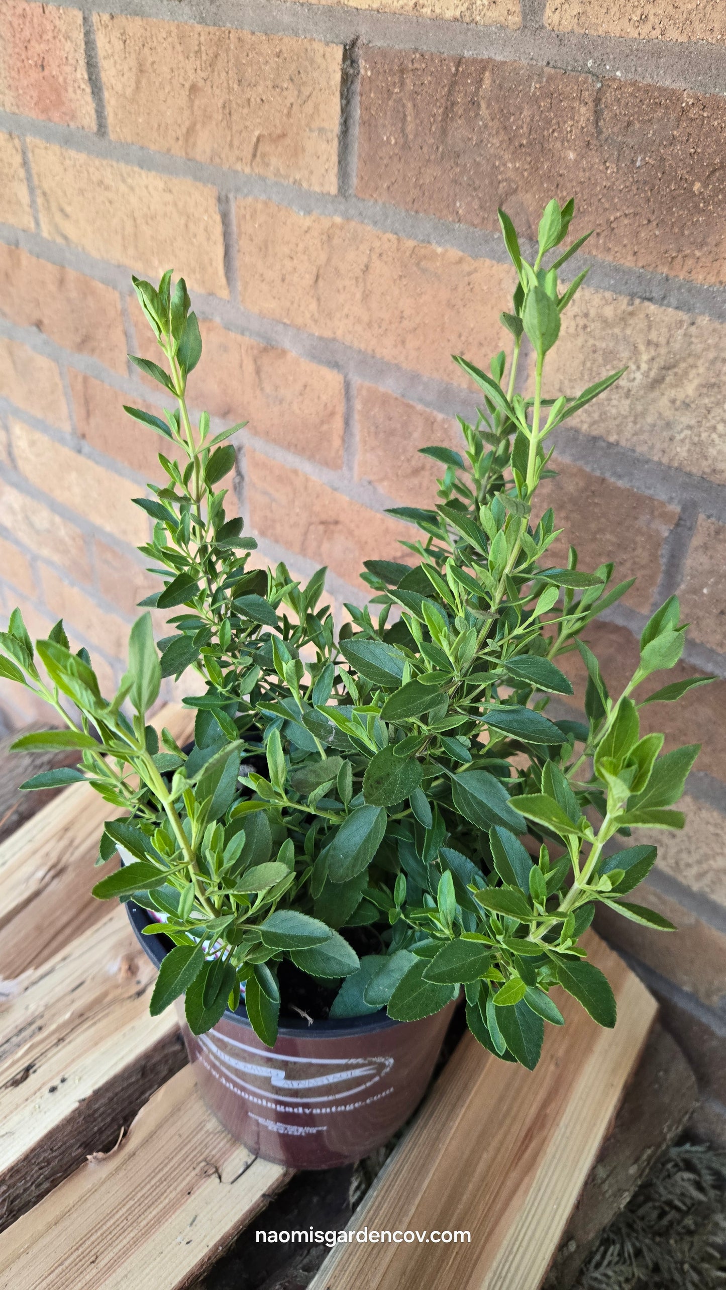'Amethyst Lips' Salvia