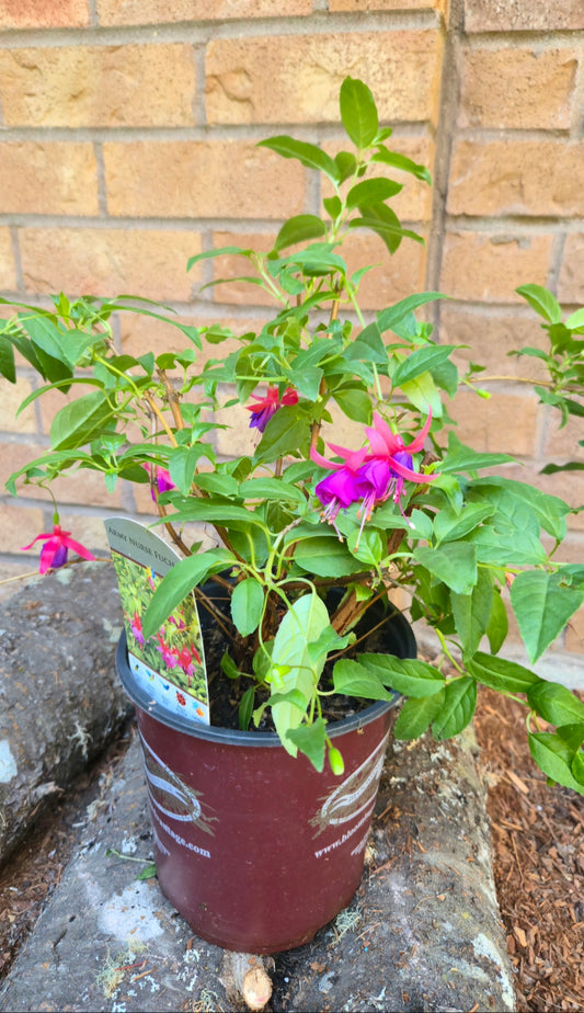 'Army Nurse' Hardy Fuchsia