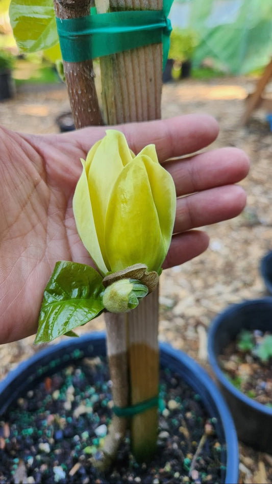 'Yellow Bird Magnolia Tree