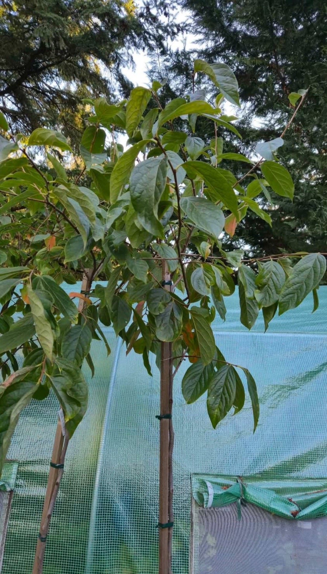 'Fuyu Jiro' Persimmon Tree