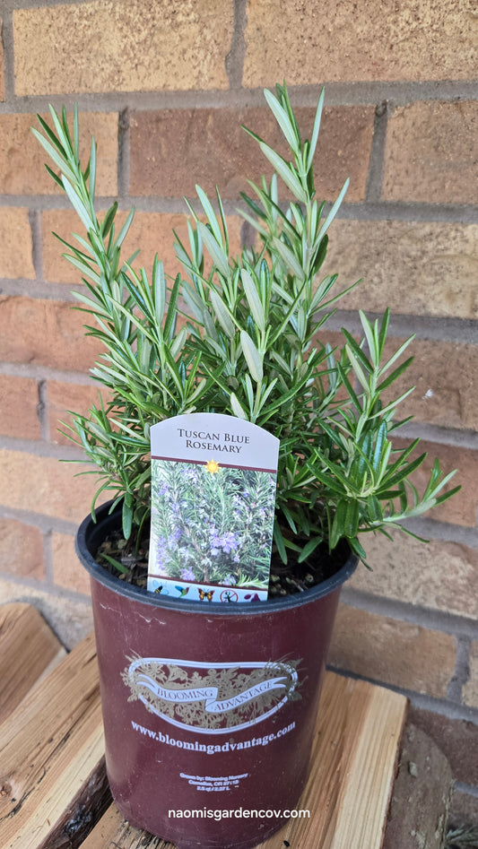 'Tuscan Blue' Rosemary