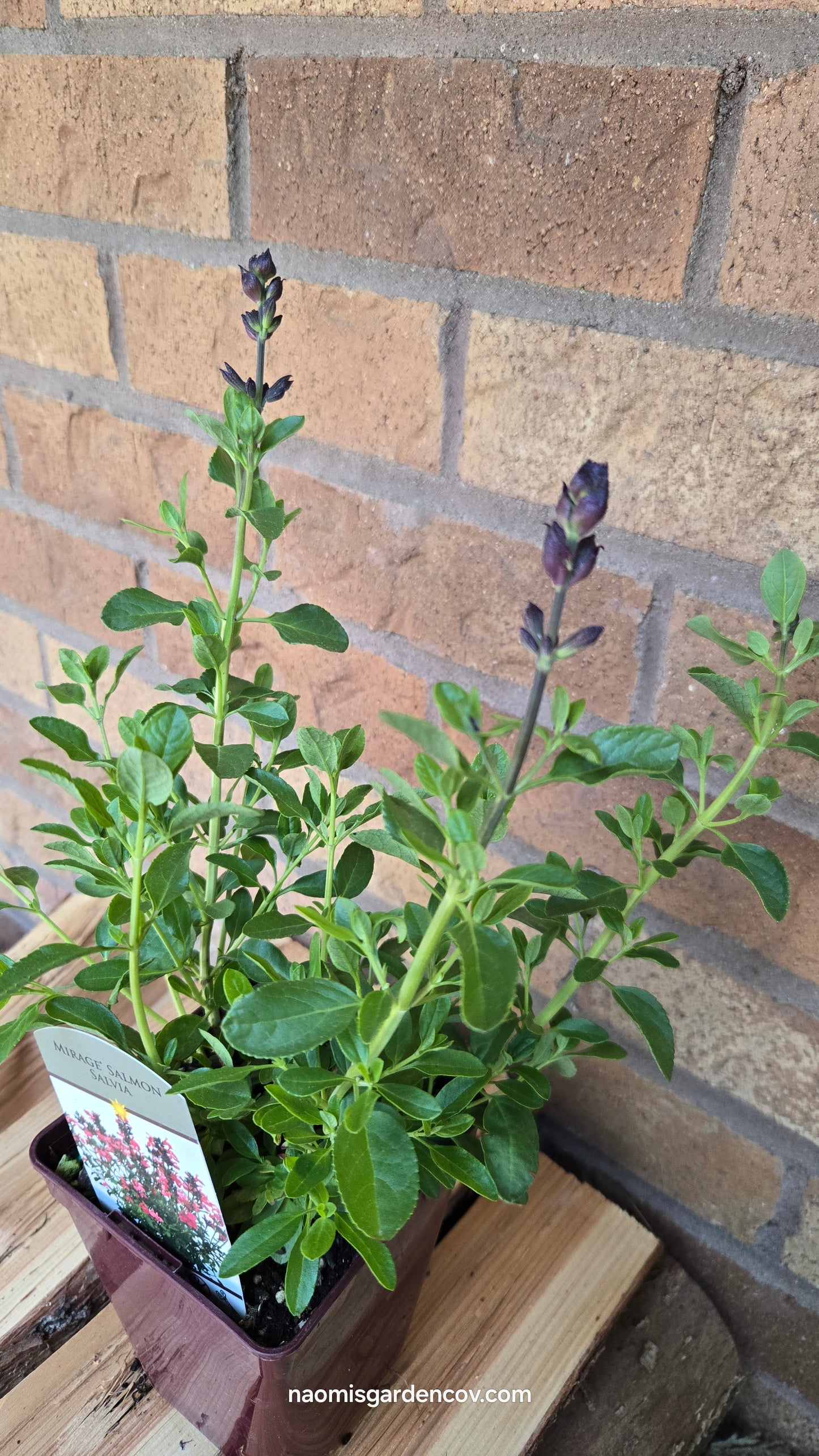 'Mirage Salmon' Salvia