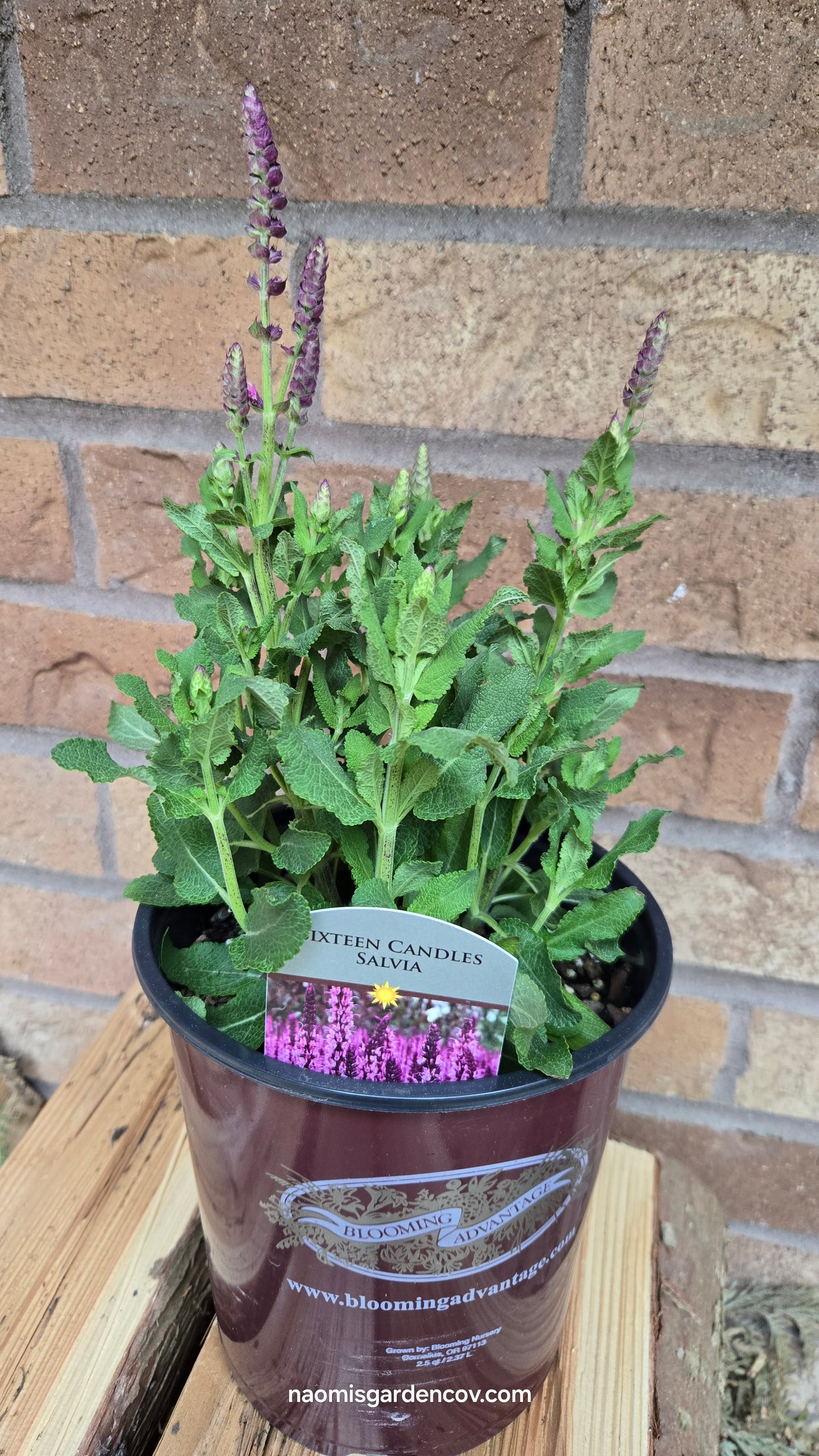 'Sixteen Candles' Salvia