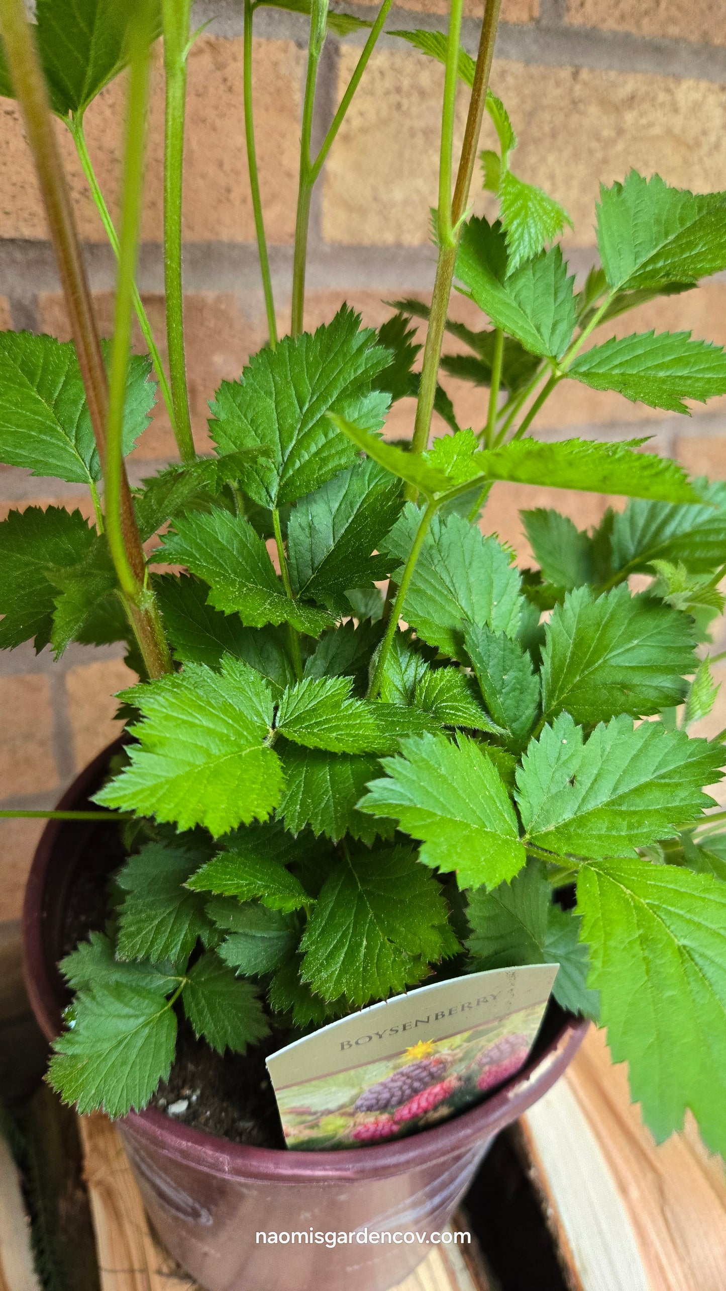 'Boysenberry'