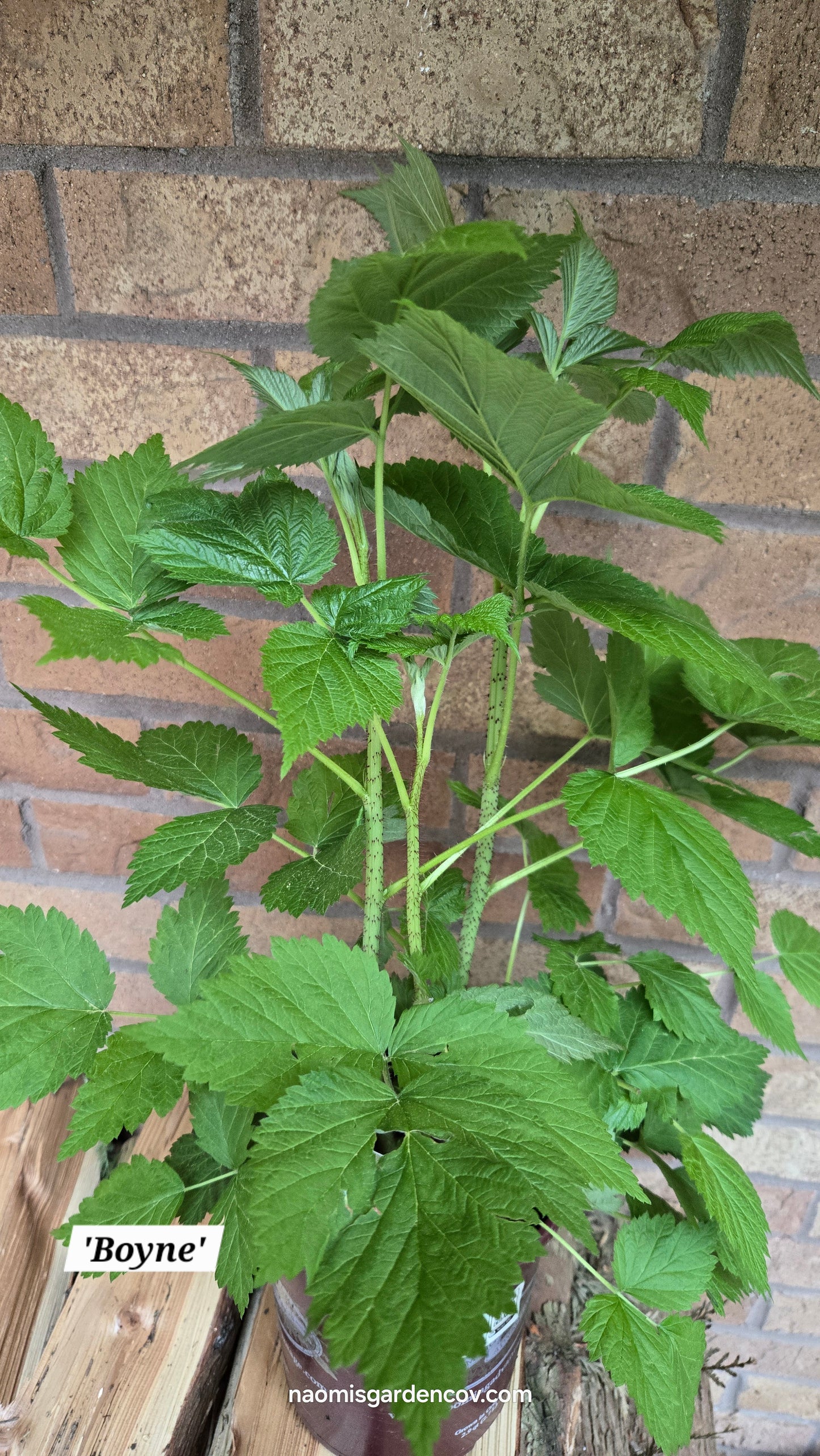 'Boyne' Raspberry