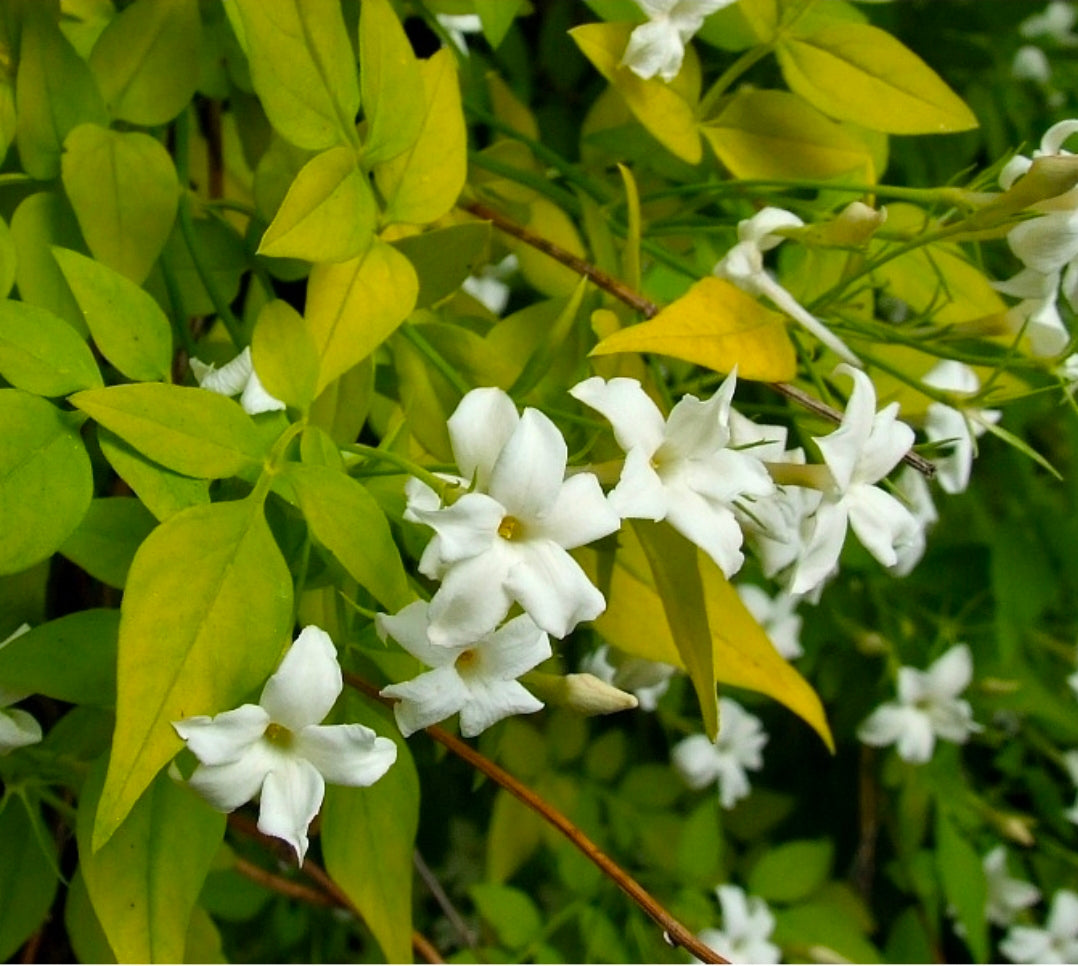 'Fiona Sunrise' Jamine