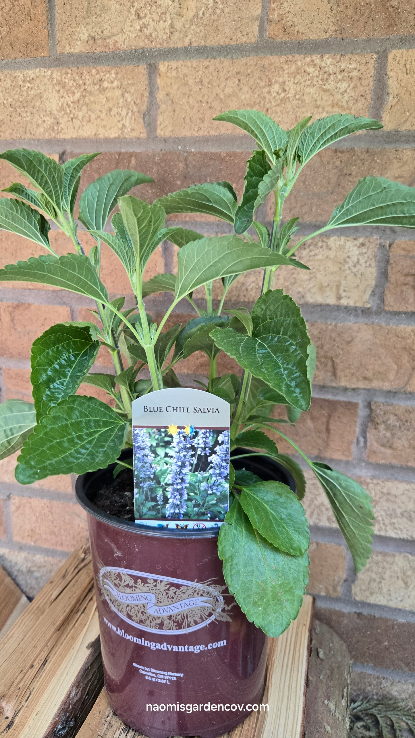 'Blue Chill' Salvia