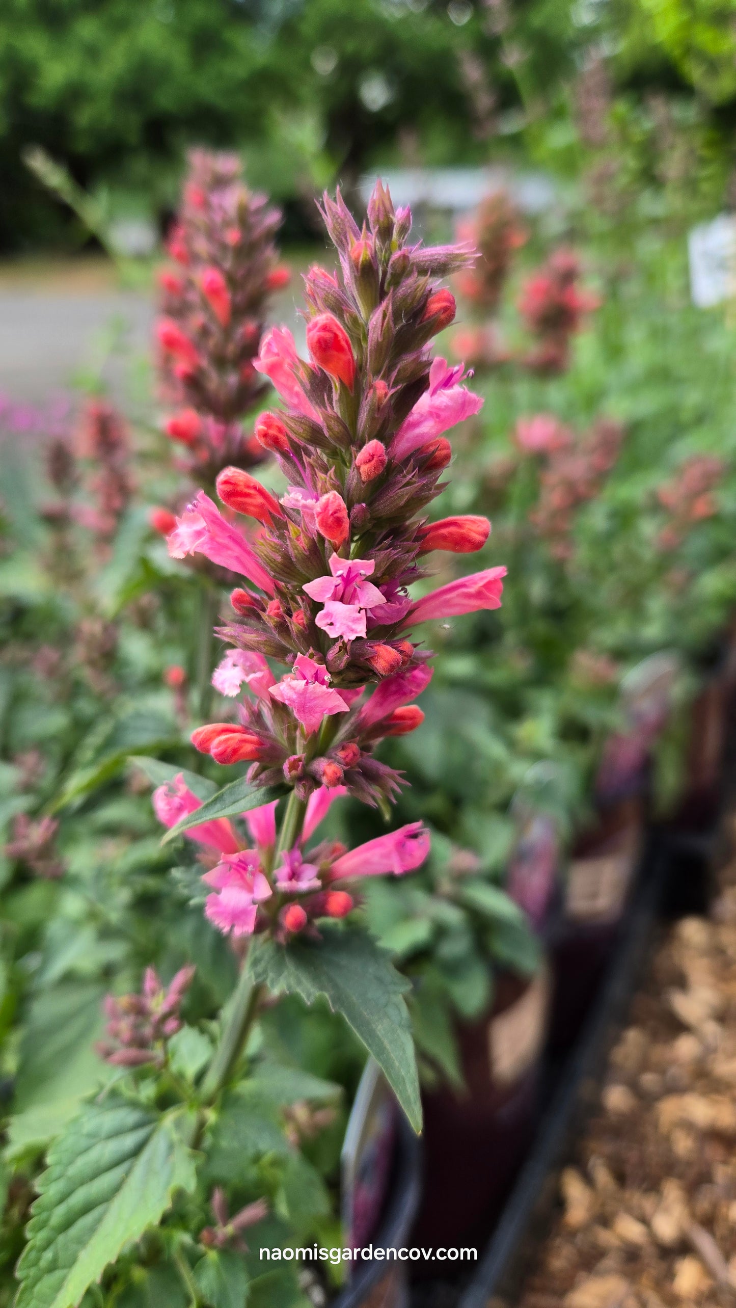 'Pink Pearl' Agastache