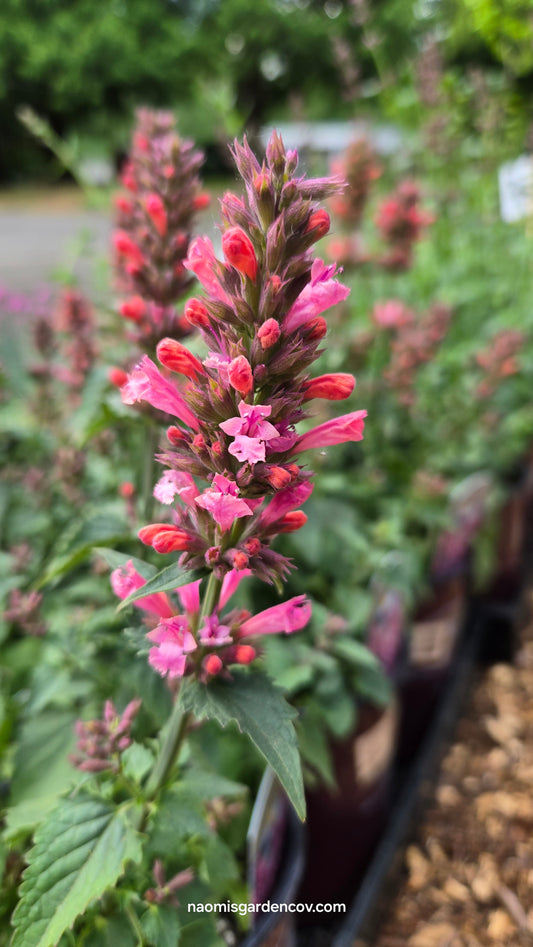 'Pink Pearl' Agastache