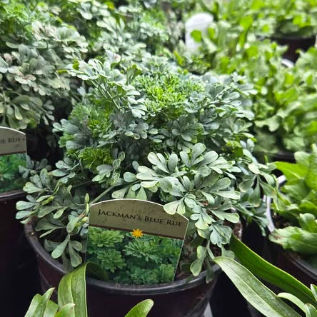 'Jackman's Blue' Rue