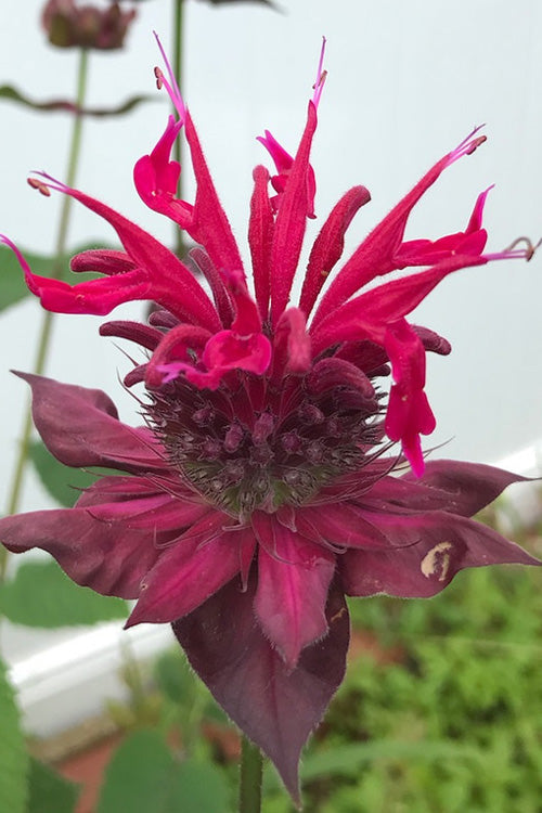 'Raspberry Wine' Monarda
