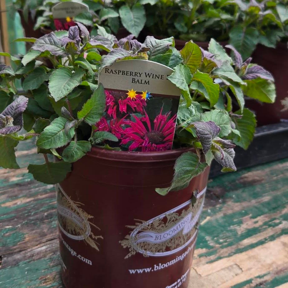 'Raspberry Wine' Monarda