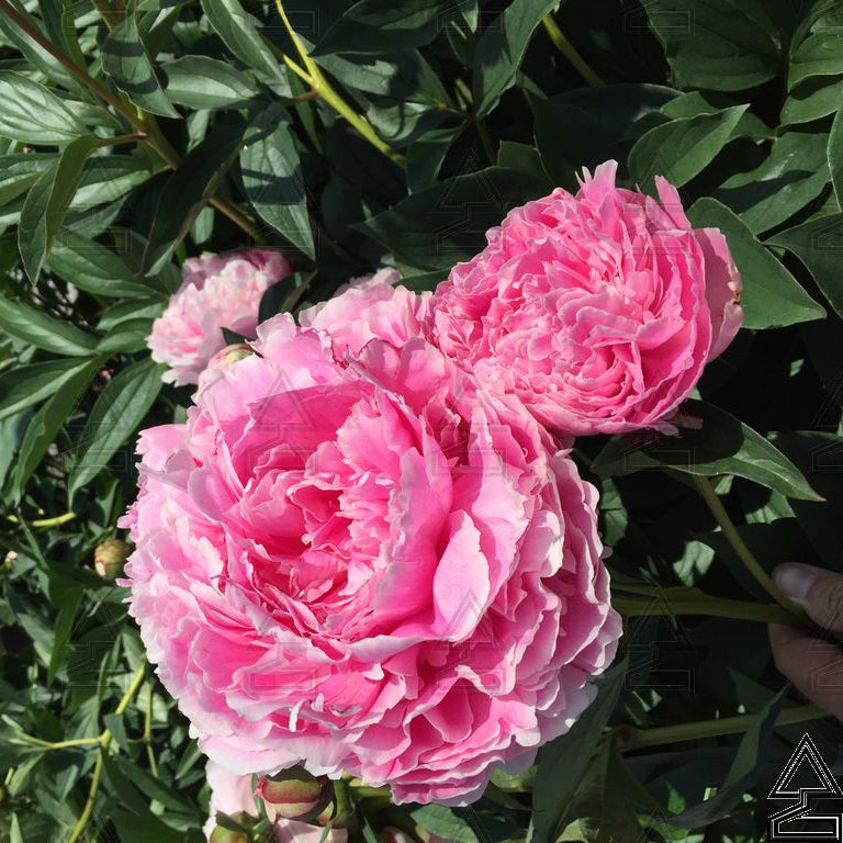 'Sarah Bernhardt' Peony
