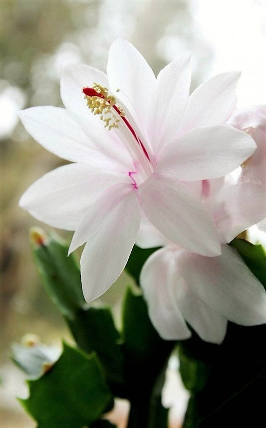'White Flame' Holiday Cactus