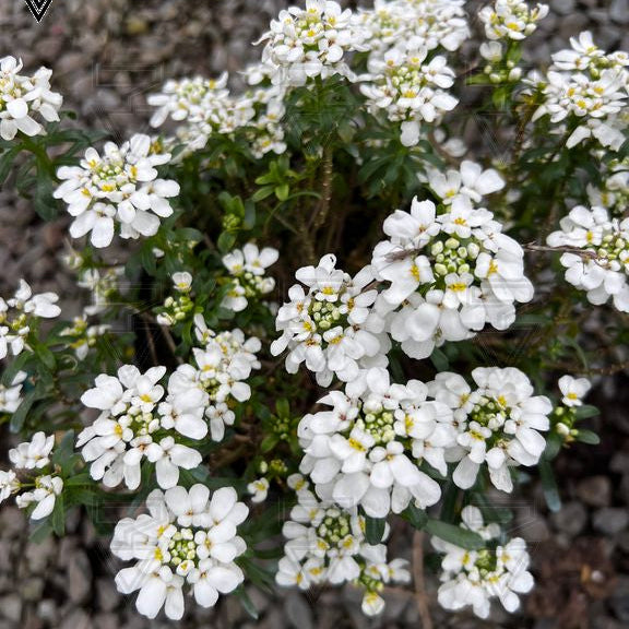 'Snow Cone' Candy Tuft