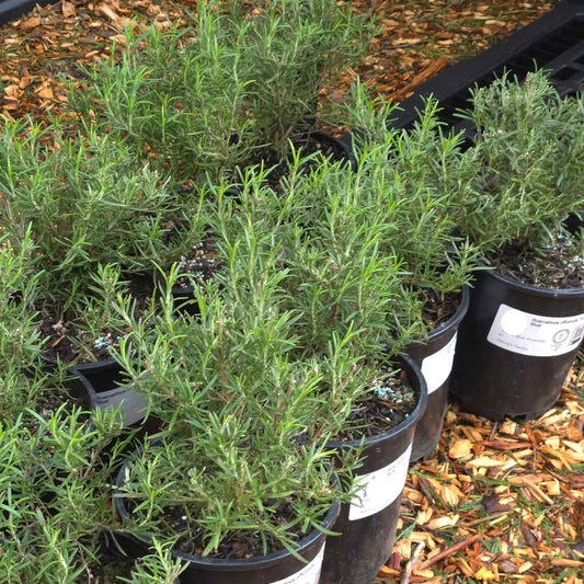 'Tuscan Blue' Rosemary