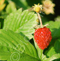 'Woodland Alpine' Strawberry