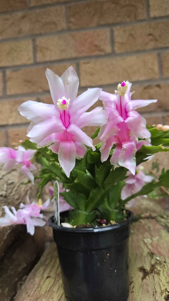 'White Flame' Holiday Cactus